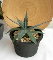 アガベ屈原の舞扇　C9366観葉植物通販・販売