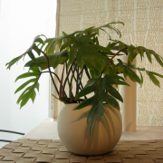 フィロデンドロ・タンゴ　Ceramic