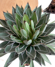 アガベ　笹吹雪 特大