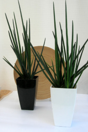 サンスベリア エリスラン観葉植物通販・販売