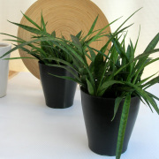 サンスベリア パルバ観葉植物通販・販売