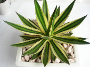 アガベ・五色万代観葉植物通販・販売