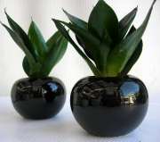サンスベリア・ピュアグリーン　ボールポット観葉植物通販・販売