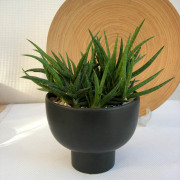 サンスベリア・バリー 群生　観葉植物通販・販売