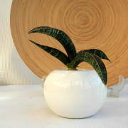 サンスベリア　フィッシェリー　ボールポットs観葉植物通販・販売