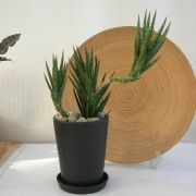 サンスベリア フランシシー観葉植物通販・販売