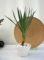 ユッカアロイフォリア ディープボウル