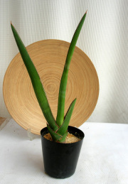 サンスベリアエーレンベルギイ サムライ 観葉植物通販・販売