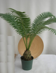 ディオーン・スピヌロスム観葉植物通販・販売