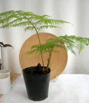 ロホンソア　カドリピナータ観葉植物通販・販売