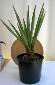 ユッカ・カルネロサーナ観葉植物通販・販売