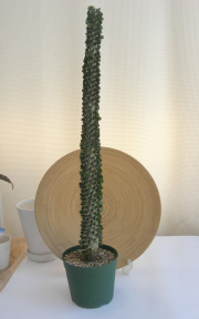 アローディア　アスケンデンス観葉植物通販・販売