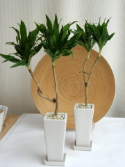 ドラセナ・コンパクター　ロングスクエアS観葉植物通販・販売