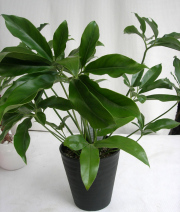 フィロデンドロンファンバン観葉植物通販・販売