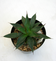 アガベ　アリゾニカコンパクター観葉植物通販・販売
