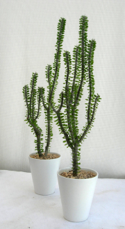 アローディア　亜竜木　白マット