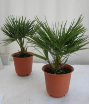 矮性　チャメロップス