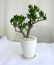 クラッスラ・オウァタ　ゴーラム　パウダーストーン観葉植物通販・販売