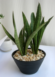 サンスベリア・ヒヤシントイデス　セラアート鉢観葉植物通販・販売