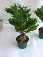 ザミア　フロリダーナ観葉植物通販・販売