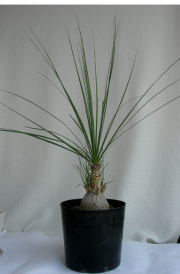 ボーカルネア　グラキリス観葉植物通販・販売