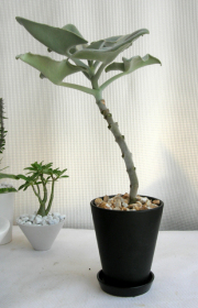 カランコエ　ベハレンシス　観葉植物通販・販売