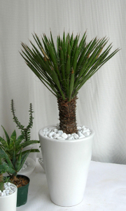 ユッカ・フィリフェラ観葉植物の販売