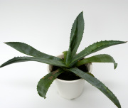 観葉植物・アガベ専門店　エドプランツ