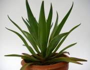 観葉植物・アガベ専門店　エドプランツ