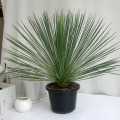 ユッカ　リネアリス観葉植物通販・販売