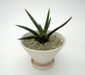 観葉植物専門店エドプランツ
