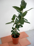 観葉植物フィカスベンガレンシス