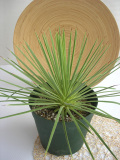 アガベ・ストリクターナナ