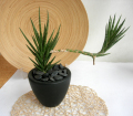 サンスベリア フランシシー・マッドブラックM観葉植物専門店
