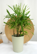 雲南シュロチク 観葉植物通販・販売