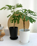 トレベシア・パルマータ黒マット・白マット観葉植物通販・販売