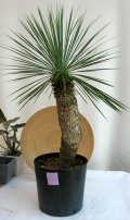 ユッカ　リネアリス観葉植物販売・通販