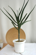 アロエ　バイネシー観葉植物販売・通販