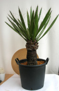 ユッカ・カルネロサーナ観葉植物販売・通販