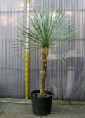 ユッカ・ロストラータH1800観葉植物通販・販売