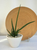サンスベリア　フィリップシア観葉植物通販・販売