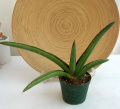 サンスベリア サムライ 観葉植物通販・販売