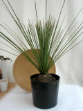 ダシリリオン・ロンギッシムム観葉植物通販・販売