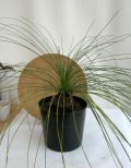 ダシリリオン・ロンギッシムム観葉植物通販・販売