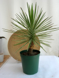 ユッカアロイフォリア斑入観葉植物通販・販売