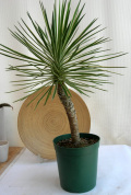 ユッカアロイフォリア斑入観葉植物通販・販売