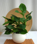 ィロデンドロ・グリーンプリンス　Ceramic