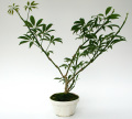 観葉植物・アガベ専門店　エドプランツ