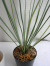 ユッカ・ロストラータ観葉植物通販・販売