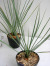ユッカ・ロストラータ観葉植物通販・販売